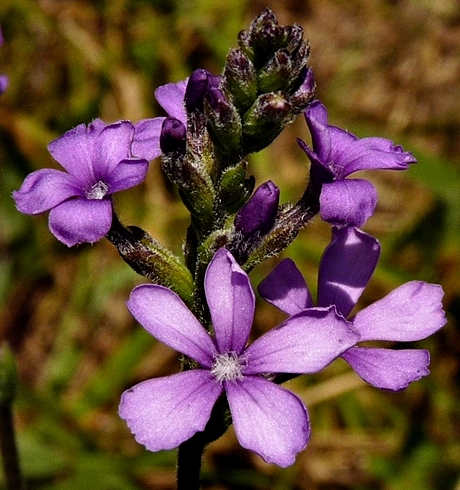 {Buchnera americana}
